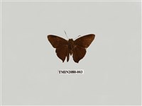 藏品(鐵色絨弄蝶)的圖片